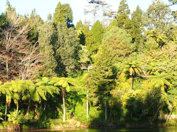 Forest near river