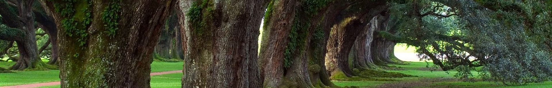 Curved trees banner