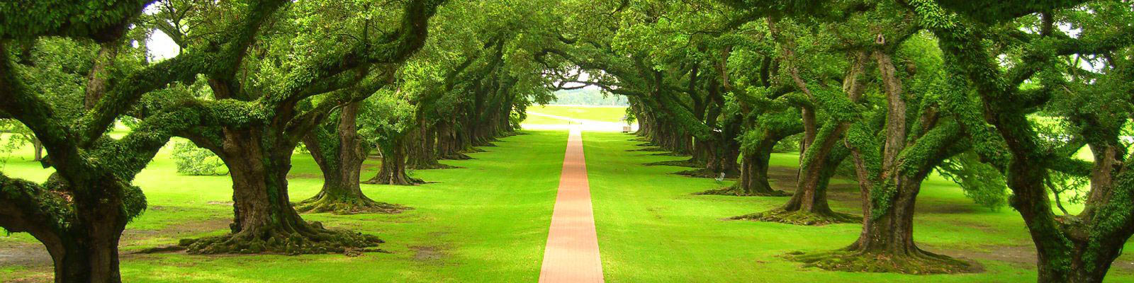Path into Trees