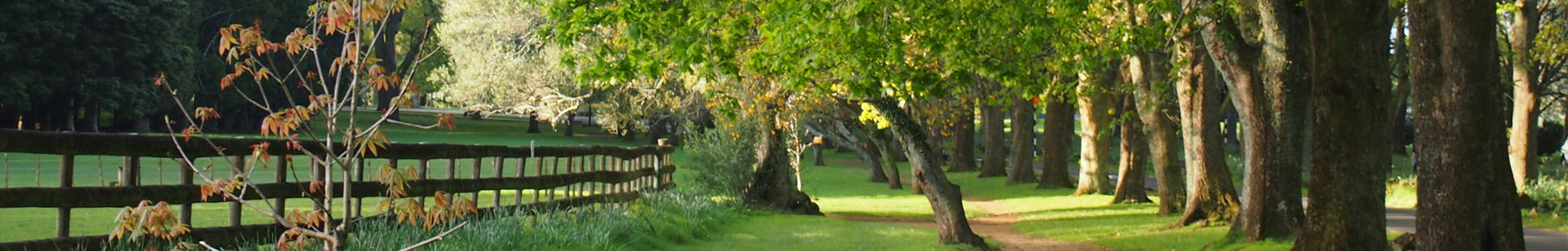 Side of forest with fence