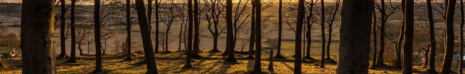 Trees through to town banner