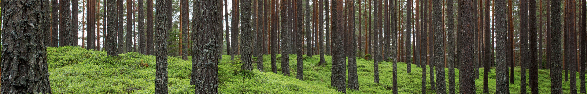 Trees with light bush on ground