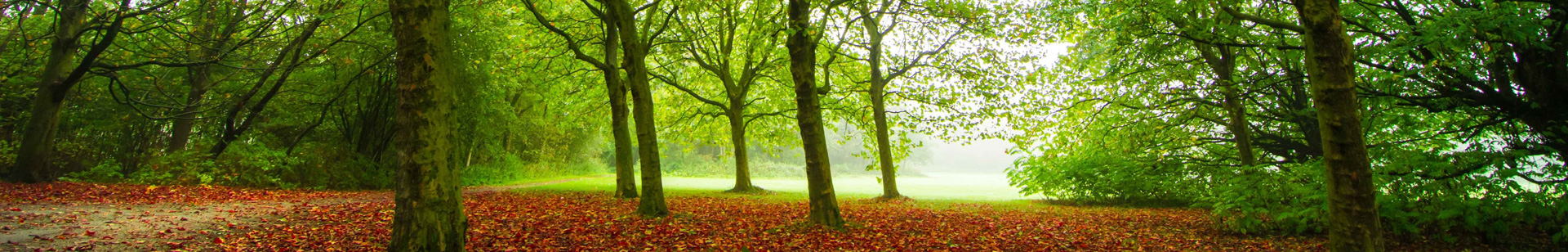 Trees with brown leaves on ground banner